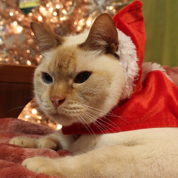 Meet your Posher, Bonnie - Picture 4 of 8